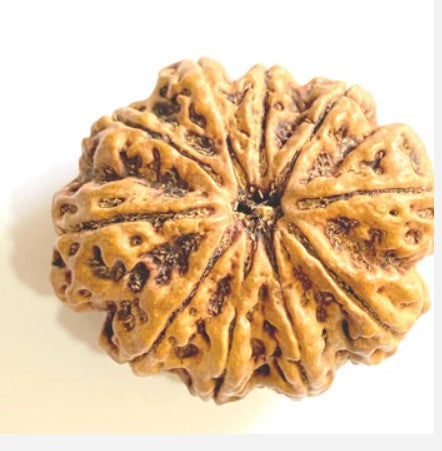 10 Mukhi Rudraksha