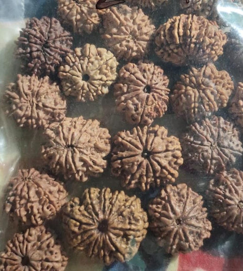 10 Mukhi Rudraksha