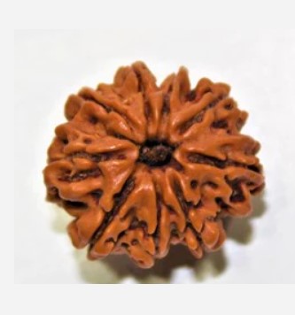 9 Mukhi Rudraksha