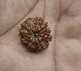 9 Mukhi Rudraksha